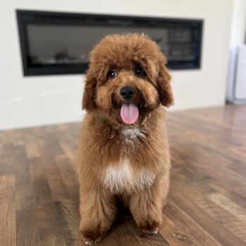 Allie & Paws - Pet Groomers Near Me - Downey, California