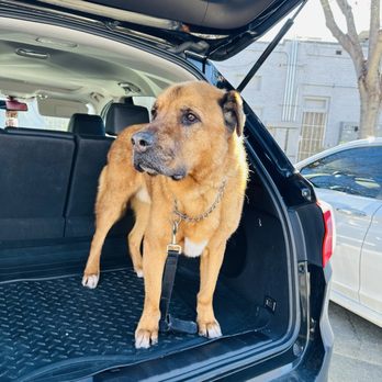 Napa Natural Dog Co. - Yea? - Pet Groomers Near Me - Vallejo, California Napa Natural Dog Co. - Yea? - Pet Groomers Near Me - Vallejo, California
