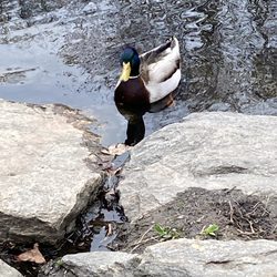 The Lake at Central Park - Duck duck goose