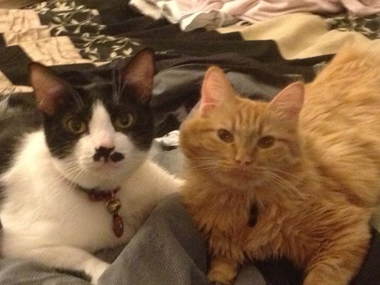 vca sunset animal hospital