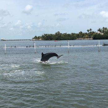 Dolphin Research Center - Tours Near Me - Marathon, Florida Dolphin Research Center - Tours Near Me - Marathon, Florida