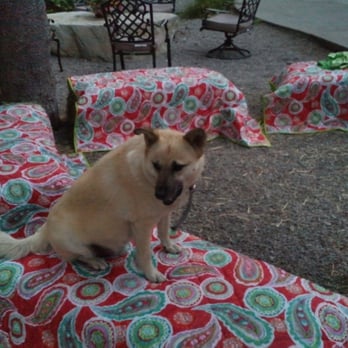 Gray Eagle Lodge - Happy Dogs always welcome! - Hotels Near Me - Graeagle, California