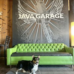 a dog standing in front of a green couch