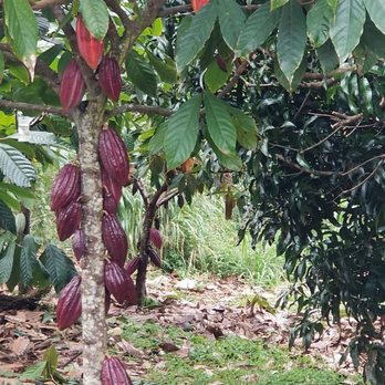 Lydgate Farms - Got up close and personal with some cacao pods! - Botanical Gardens Near Me - Kapaa, Hawaii