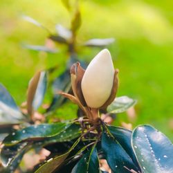 Citrus Springs - "I want to be yours as a Magnolia belongs to Spring." - Alexandra Vasiliu