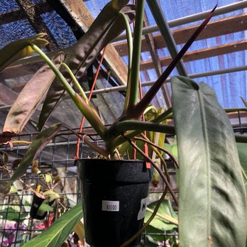 Kawamoto Orchid Nursery - Nurseries & Gardening Near Me - Honolulu, Hawaii