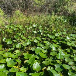 Eagle Lake Park