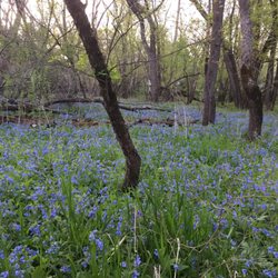 Hidden Meadows RV Park & Campground - Bluebells in walking trails