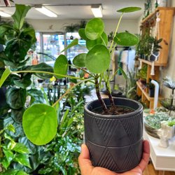 Urban Pothos Houseplant Shop