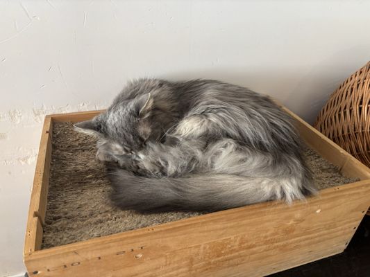 Happy Cat Cafe by null