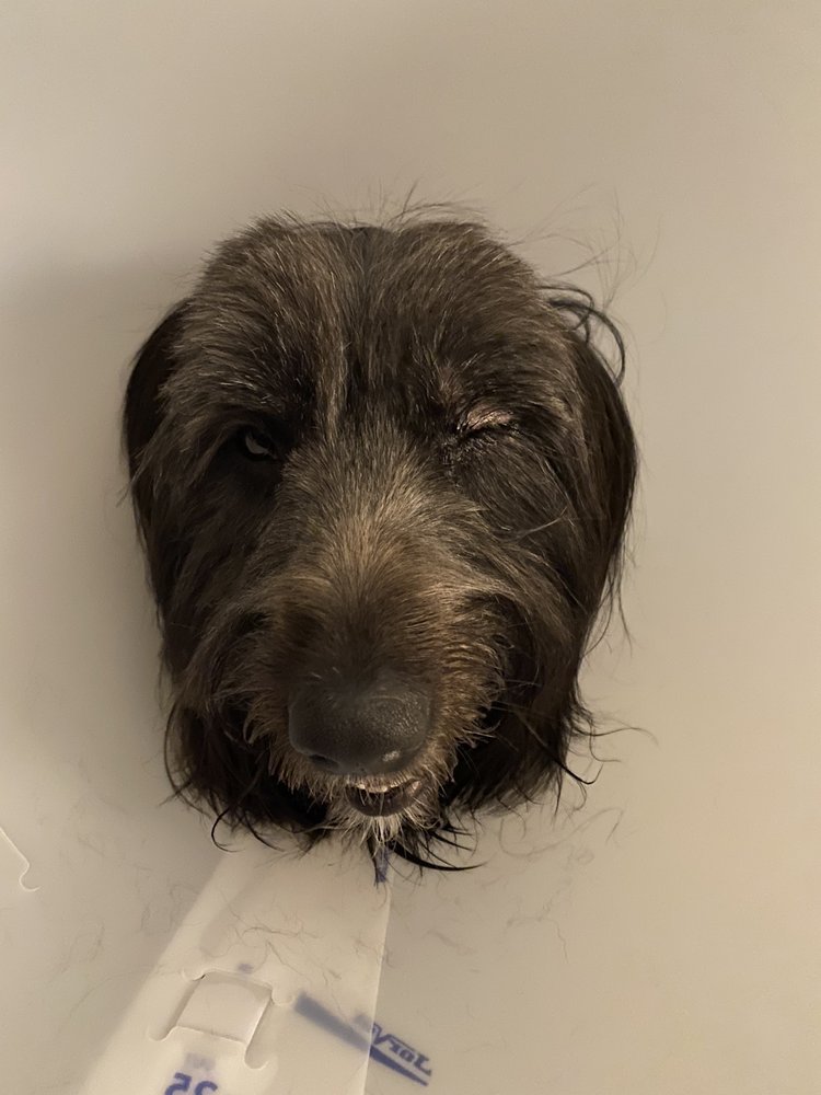 HAI MAX PET GROOMING Updated September 2024 14 Reviews 9126