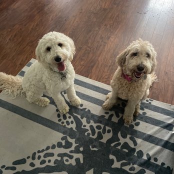Happy Dog Daycare - 2 golden-doodles that go to Happy Dog Daycare in Park Hill - Pet Sitting Near Me - Denver, Colorado Happy Dog Daycare - 2 golden-doodles that go to Happy Dog Daycare in Park Hill - Pet Sitting Near Me - Denver, Colorado