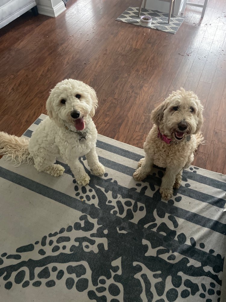 Happy Dog Daycare - pet boarding facility in Denver, CO