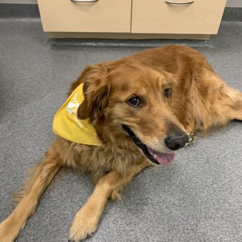 Binford Pet Wellness Clinic - Pippen - Veterinarians Near Me - Indianapolis, Indiana