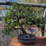 Photo of The Bonsai Guy