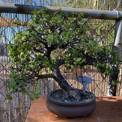 The Bonsai Guy - Dwarf Jade, informal upright (pretty rare styling for a jade)