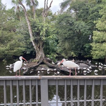 Flamingo Gardens - Bird island - Botanical Gardens Near Me - Davie, Florida Flamingo Gardens - Bird island - Botanical Gardens Near Me - Davie, Florida