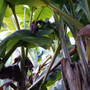 The Village Green - Banana tree - Hotels Near Me - Cottage Grove, Oregon The Village Green - Banana tree - Hotels Near Me - Cottage Grove, Oregon