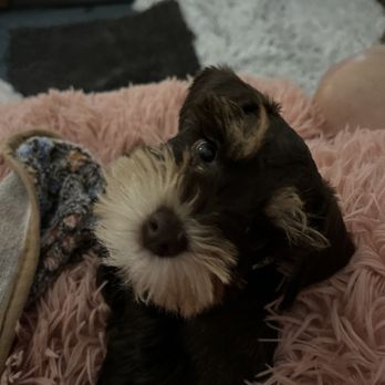 US PRESTIGIOUS MINIATURE SCHNAUZERS TEXAS - Updated January 2026 - 113 ...