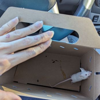 Petco - Tiny mouse for $7... - Pet Stores Near Me - Glendale, California Petco - Tiny mouse for $7... - Pet Stores Near Me - Glendale, California