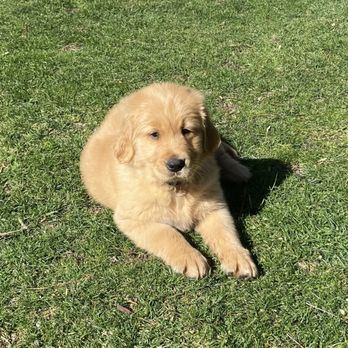 Golden Retriever Buddies - Pet Adoption Near Me Golden Retriever Buddies - Pet Adoption Near Me