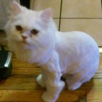 Furry Dream - Boogie with a fresh cut :-) - Pet Adoption Near Me - Brooklyn, New York