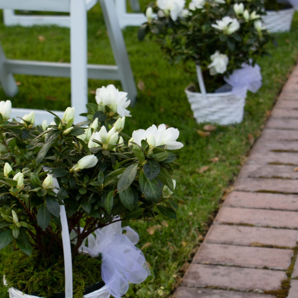 Country Florist - Live azaleas in baskets - Florists Near Me - Paso Robles, California