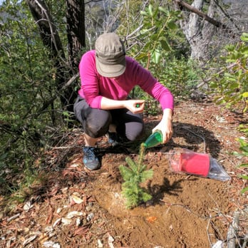 Julia Pfeiffer Burns State Park - planted a blue spruce I got from Home Depot before Xmas - Parks Near Me - Big Sur, California