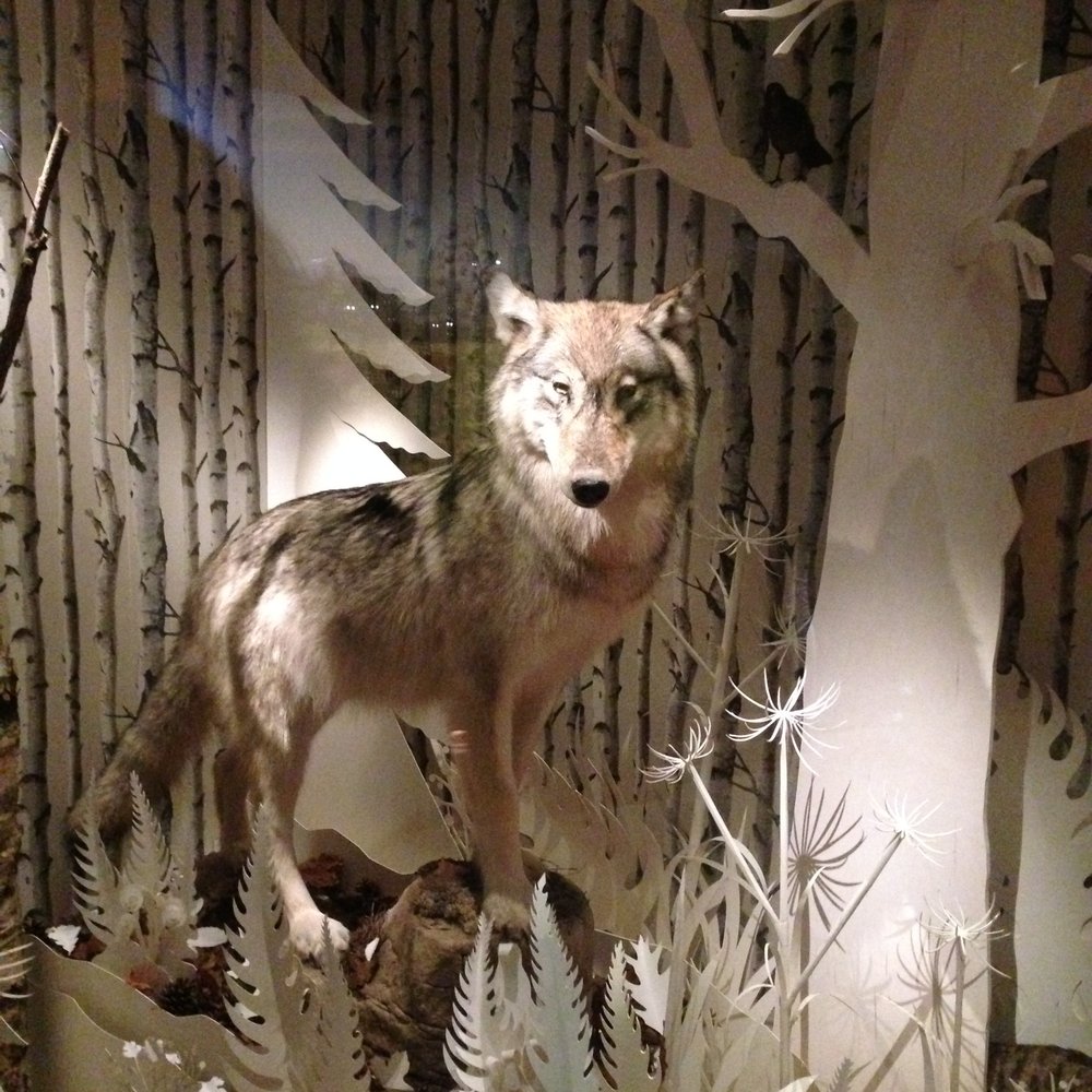 Manchester Museum - Wolf - Museums Near Me - Manchester, XGM Manchester Museum - Wolf - Museums Near Me - Manchester, XGM