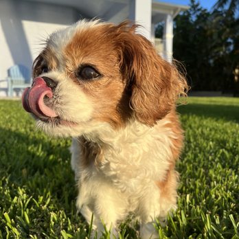 Snuggles Pet Sitting - Miss Penny is a special needs senior, but we LOVE her!!! - Pet Sitting Near Me - Jensen Beach, Florida Snuggles Pet Sitting - Miss Penny is a special needs senior, but we LOVE her!!! - Pet Sitting Near Me - Jensen Beach, Florida