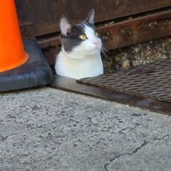 Forest Hills Oral Surgery PLLC - Kitty resting in manhole waiting for snacks