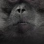 Photo of Serious Monkey