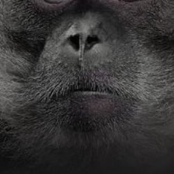 Serious Monkey