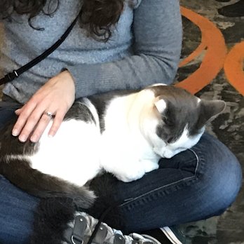Seattle Meowtropolitan - Themed Cafes Near Me - Seattle, Washington Seattle Meowtropolitan - Themed Cafes Near Me - Seattle, Washington
