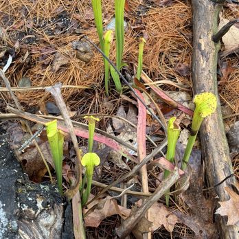 Green Spring Gardens - Pitcher plants - Botanical Gardens Near Me - Alexandria, Virginia
