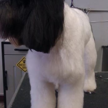 Dreadlocks For Dingoes - Pet Groomers Near Me - Minneapolis, Minnesota Dreadlocks For Dingoes - Pet Groomers Near Me - Minneapolis, Minnesota