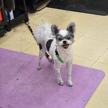 Heather B Grooming - Pet Groomers Near Me - Hamburg , New York