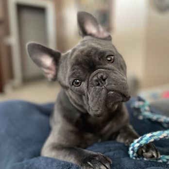 PetSmart - Pet Groomers Near Me - Davenport, Iowa