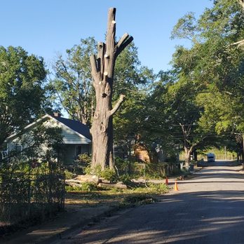 Taylor's Treescapes - a dead tree on a residential street - Tree Services Near Me Taylor's Treescapes - a dead tree on a residential street - Tree Services Near Me