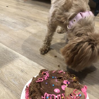 Biscotti Hound Dog Biscuit Bakery - Pet Stores Near Me - Denver, Colorado