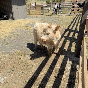 Clayton Valley Farms - Highland cow - Kids Activities Near Me - Clayton, California