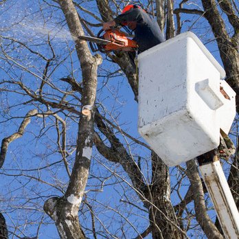 Porterfield Stump and Tree - Up-to-date tree removal technology - Tree Services Near Me - Watkinsville, Georgia Porterfield Stump and Tree - Up-to-date tree removal technology - Tree Services Near Me - Watkinsville, Georgia