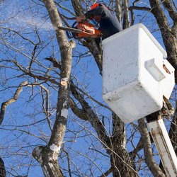 Porterfield Stump and Tree - Up-to-date tree removal technology