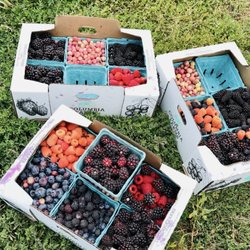 Columbia Farms U-Pick