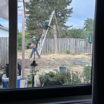 A-1 Ron's Stump & Tree Removal - This is after they cut the majority top portion of this tree that was termite infested. - Tree Services Near Me - Springfield, Oregon A-1 Ron's Stump & Tree Removal - This is after they cut the majority top portion of this tree that was termite infested. - Tree Services Near Me - Springfield, Oregon