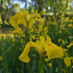 Casque Wines Tasting Room - Field of irises