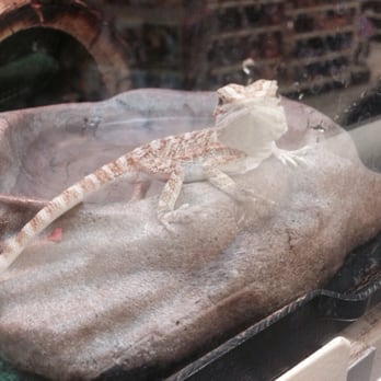 PetSmart - Every time I go to a pet store, I meet someone new who I want to take home with me. - Pet Stores Near Me - Kentwood, Michigan PetSmart - Every time I go to a pet store, I meet someone new who I want to take home with me. - Pet Stores Near Me - Kentwood, Michigan