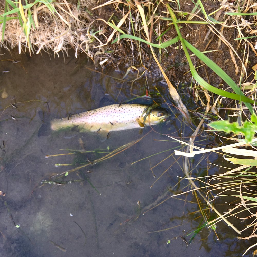 Headhunters - Rainbow caught on a trout spey - Fishing Near Me - Craig, Montana