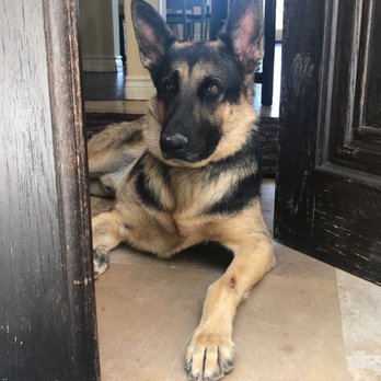 K9 Glam Squad - Another happy customer! - Pet Groomers Near Me