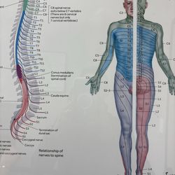 Ankur Mehta, DO - Spine pain doctor.